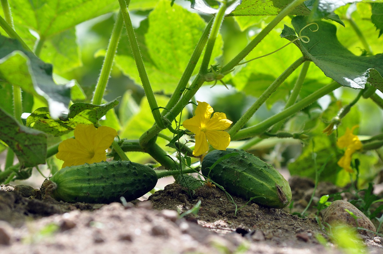 Ochrona warzyw w ogrodzie