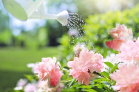 Podlewanie roślin w ogrodzie - zasady, które musisz znać