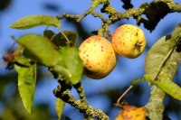 Przyczyny i zapobieganie przedwczesnemu gniciu jabłek
